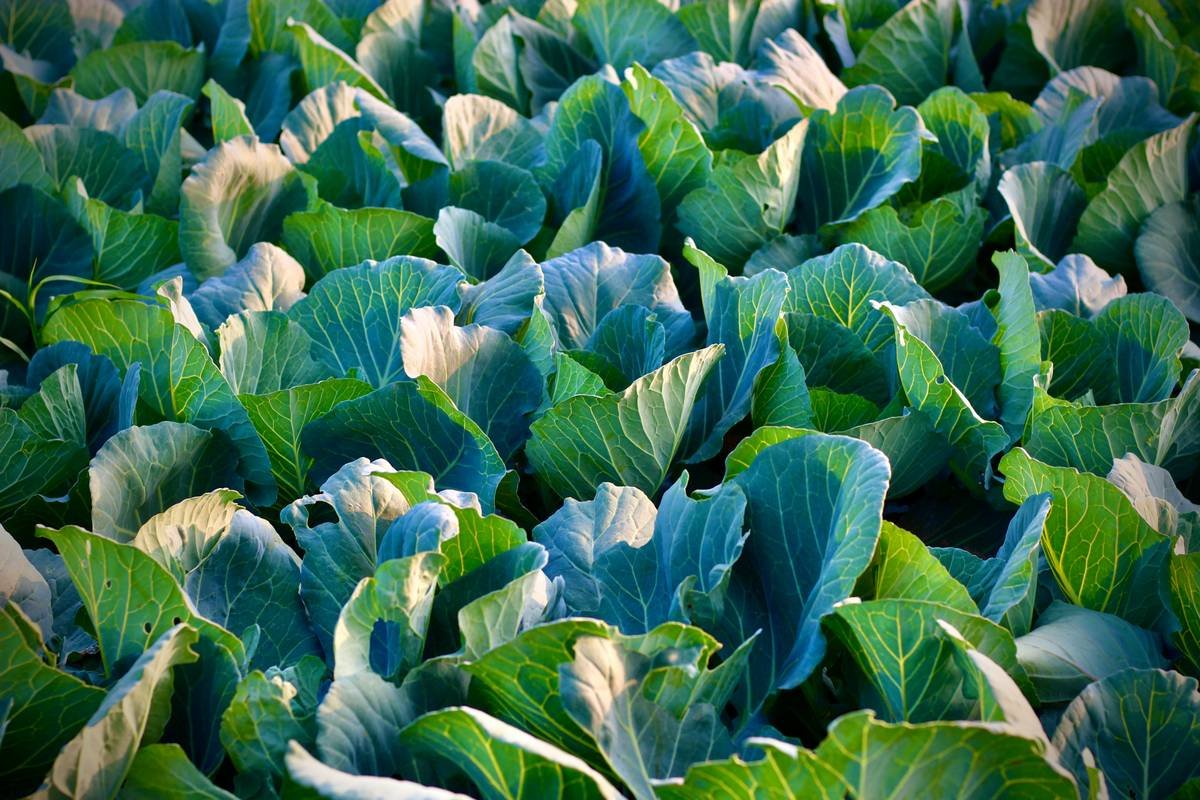 Bar chart comparing vitamin C, polyphenols, and fiber in farm-fresh vs. store-bought produce over 7 days post-harvest