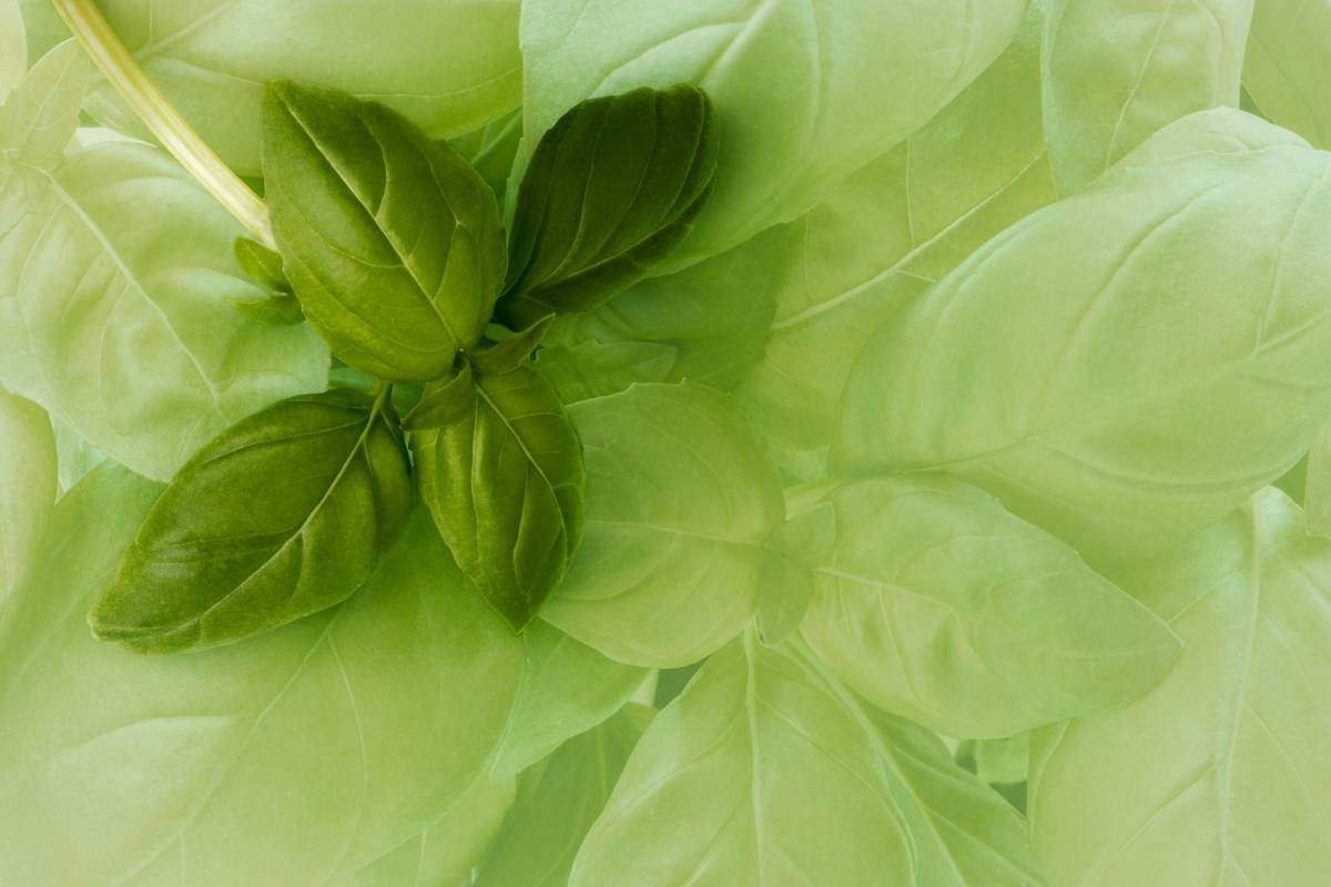 How to Master Farm Fresh Territory Food for Sustainable Weight Loss (Without the Hype)