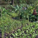 The Real Benefits of Eating Local Food: How Your Zip Code Can Shape a Healthier You