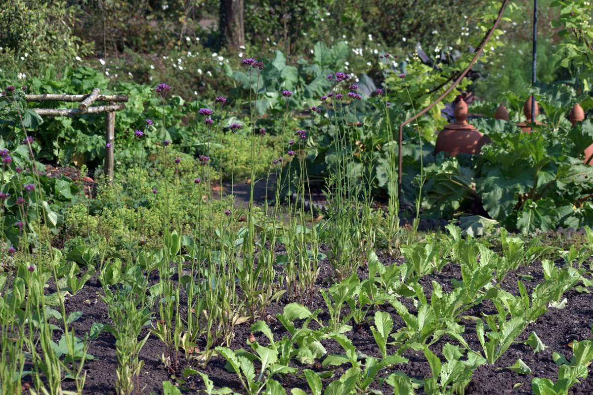 The Real Benefits of Eating Local Food: How Your Zip Code Can Shape a Healthier You