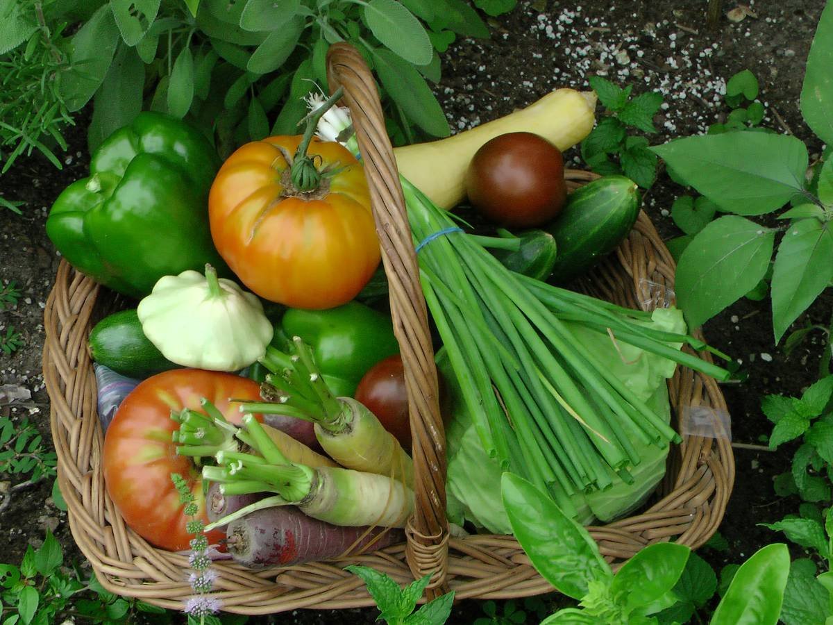 Bar chart comparing vitamin C, fiber, and glycemic load of local vs. imported spinach, sweet potatoes, and berries