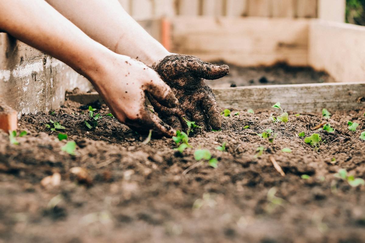 beginner growing food for beginners in raised bed with radishes and kale
