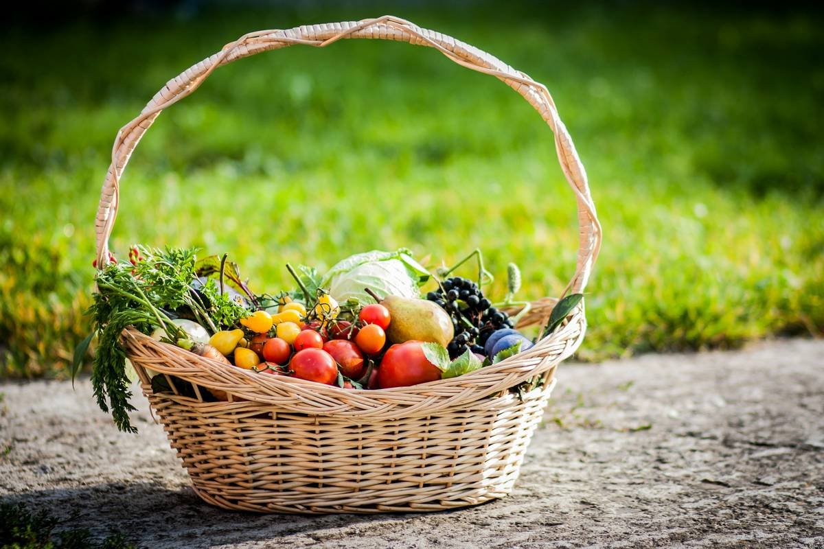 hands harvesting fresh vegetables grown by growing food for beginners