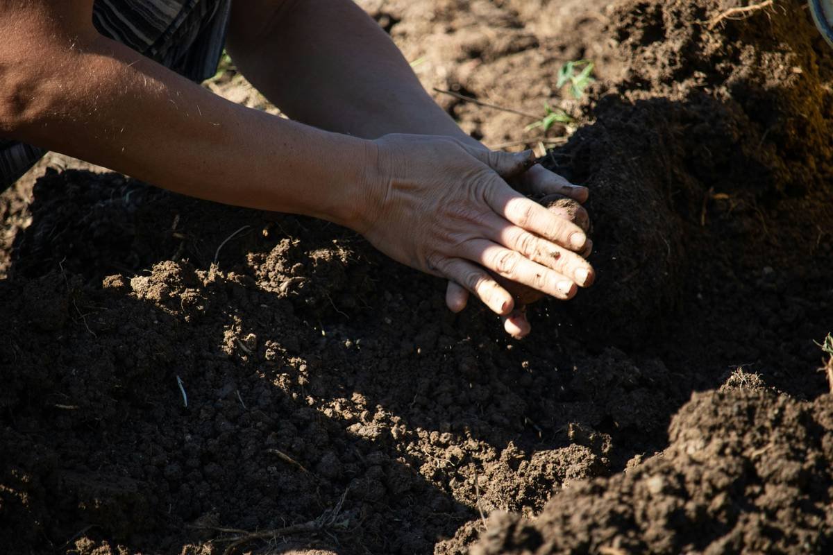 growing food for beginners: The No-BS Path to Your First Harvest