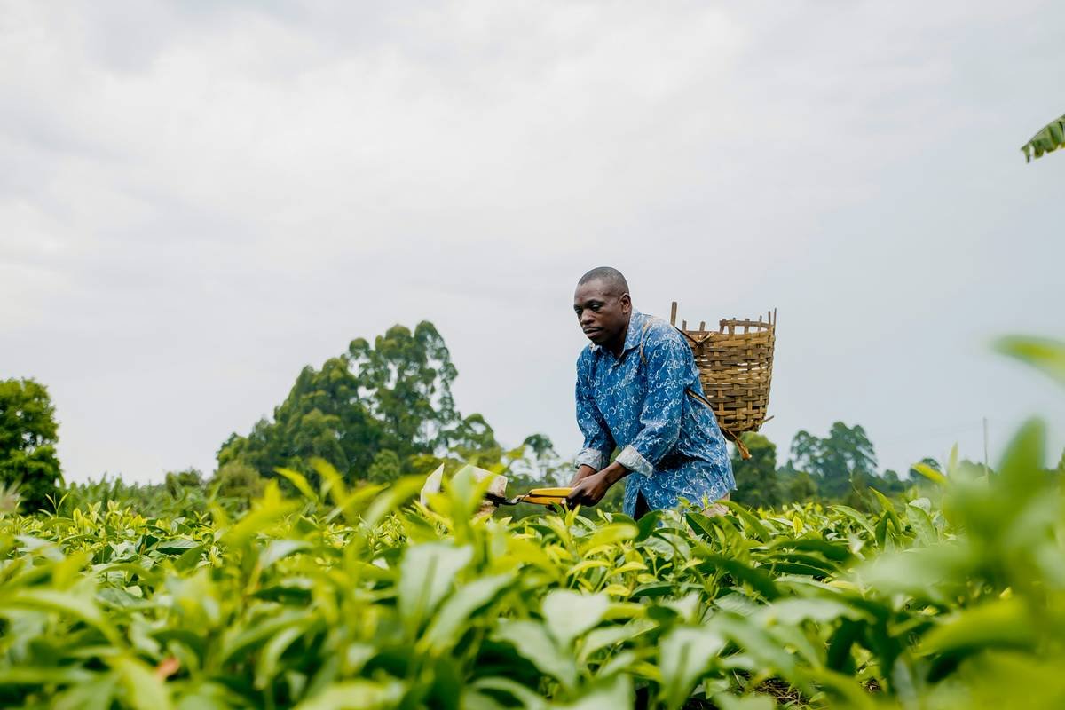 Why Your Weight Loss Journey Starts with Farm and Food Care—Not Just Calories
