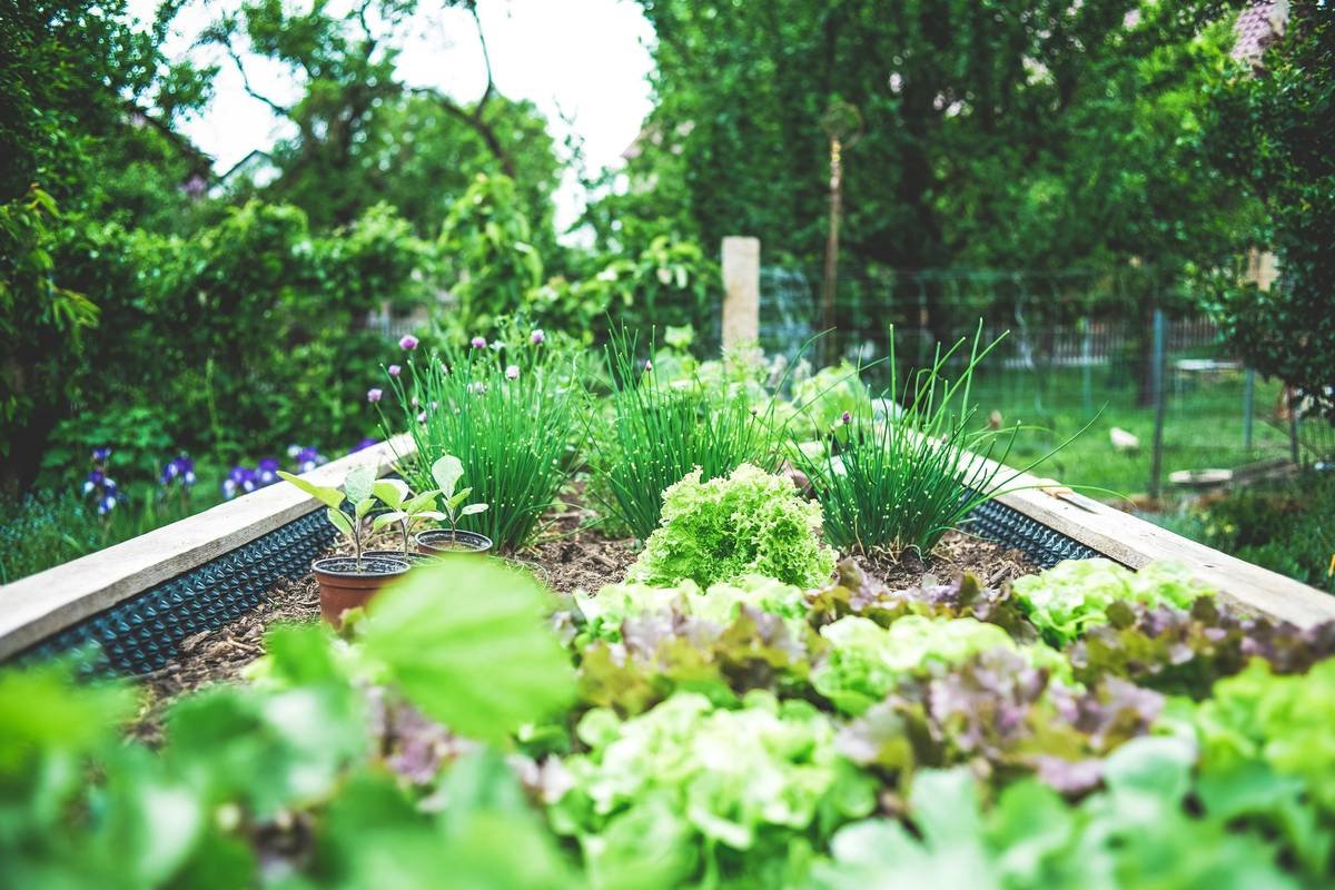 farming own food in a backyard garden with ripe vegetables and soil textures